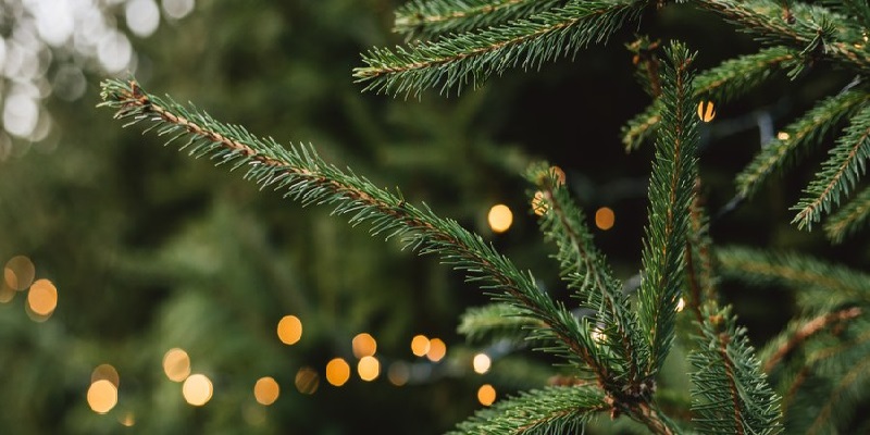 Choinki dla alergików - jak wybrać bezpieczną choinkę?