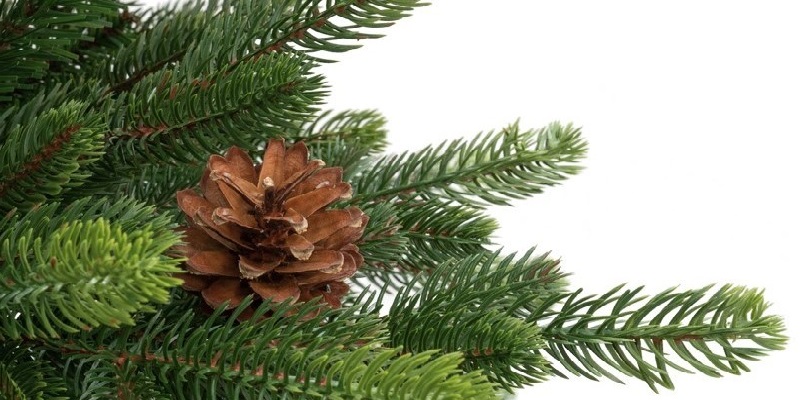 Choinki Premium PE vs PVC - które wybrać?